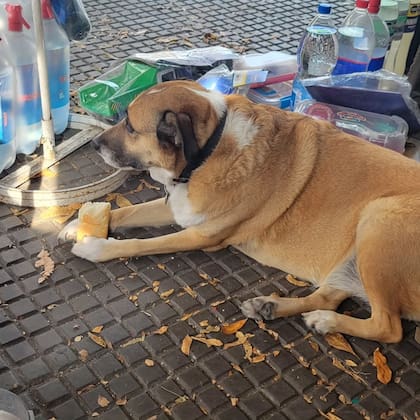 Laica ama los pancitos que le llevan los vecinos.