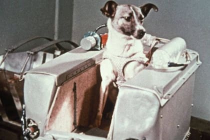 Laika, el primer ser vivo en ir al espacio... y no regresar