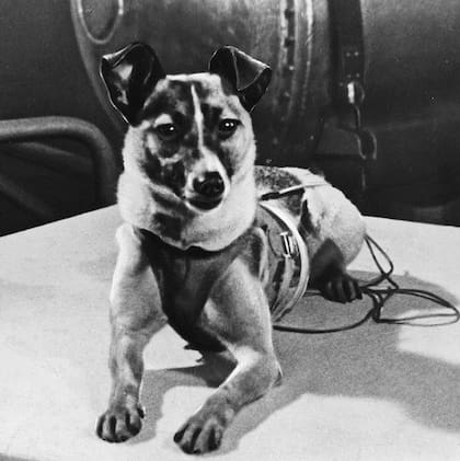 Laika fue el primer animal en ser enviado al espacio