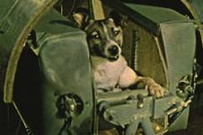 La historia del perro callejero que terminó en el espacio exterior en una misión suicida 