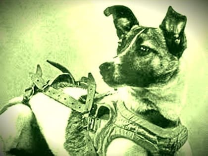 Laika se convirtió en el primer ser vivo en órbita cuando la Unión Soviética la lanzó en la misión Sputnik 2 el 3 de noviembre de 1957