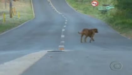 Laira camina unos 12 kilómetros cada noche para llevar comida al grupo de animales