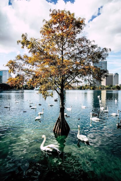 Lake Eola Heights cuenta con anfiteatro cerca del lago en el que se realizan diversos eventos culturales (Facebook/Lake Eola Park)