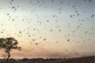 En Santiago del Estero pasan las langostas, pero no un equipo del Senasa