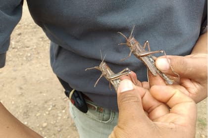 Generó alarma ver que algunas langostas sobrevivieron a la fumigación
