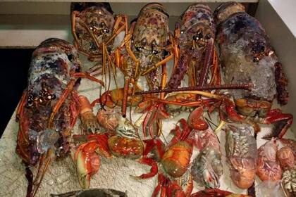 Langostas y cangrejos están entre los productos detectados