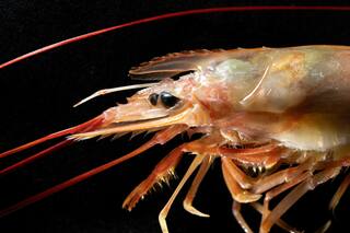 Viaje al corazón del Mar Argentino para capturar el manjar patagónico que se esconde en sus aguas