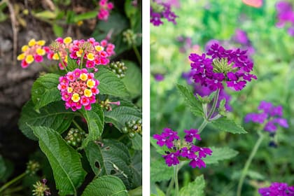Lantana camara (izquierda) y Glandularia pulchella (derecha) que atraen a la espejitos por sus flores