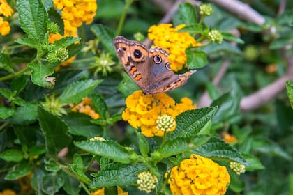 Lantana es otra variedad que se encuentra con facilidad en los viveros y atrae mariposas