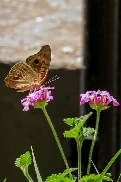 Lantana megapotamica: cuando llega al jardín, inmediatamente se acercan mariposas y abejas a polinizarlas.