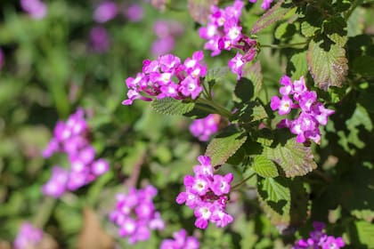Lantana montevidensis, una especie clave en los jardines naturalistas por sus atractivas flores