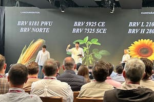 Una marca multinacional presentó híbridos de maíz con tolerancia a la chicharrita, entre otras novedades