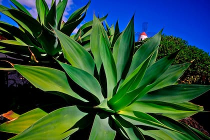 No hay publicidad en las carreteras de este árido y ventoso territorio, donde abundan los campos de lava negra y los jardines de ceniza volcánica, y donde la vegetación se limita principalmente a palmeras y viñedos y por supuesto el "jardín de cactus"