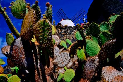 El jardín de cactus fue creado en 1991, y es casi el paso obligado de los turistas al momento de visitar Lanzarote