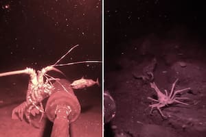 Lanzó una cámara con visión nocturna al fondo del mar y las imágenes revelaron una realidad aterradora