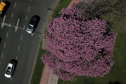 Vista aérea del lapacho de Ezcurra