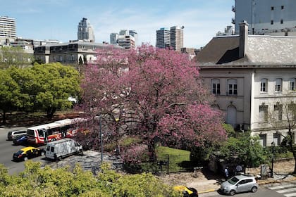 El lapacho de Ezcurra está ubicado en la Av. Figueroa Alcorta y Castilla