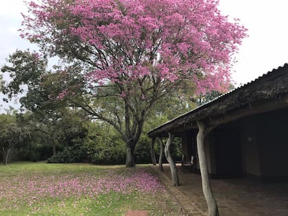 Lapacho en flor en Rancho de los Esteros.