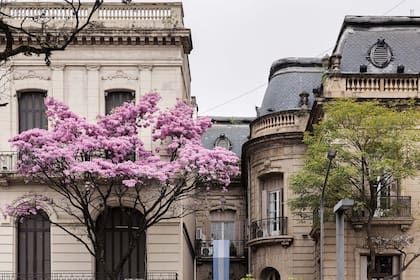 Lapacho rosado en flor frente a la Casa Nougués, sede del Ente Tucumán Turismo.