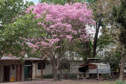 Lapacho rosado, un clásico que aporta color