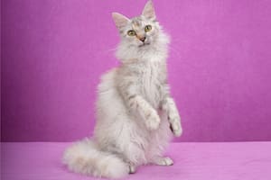 LaPerm es una raza de gato que no solo es estética, sino que también es muy cariñosa y afectuosa