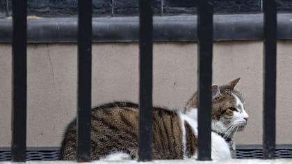 Larry, el gato de Downing Street 10