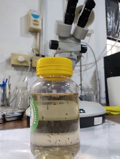 Larvas y pupas del mosquito Aedes aegypti, vector del virus del dengue, zika, fiebre amarilla y chikungunya