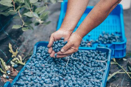 Las 11 empresas que se sumaron al plan representan el 80% de los productores de arándanos del país
