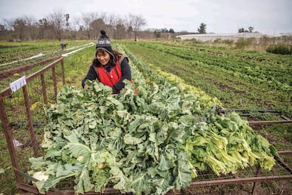 Las 32 familias que trabajan en Colonia Jáuregui crearon un reglamento para convivir en comunidad.
