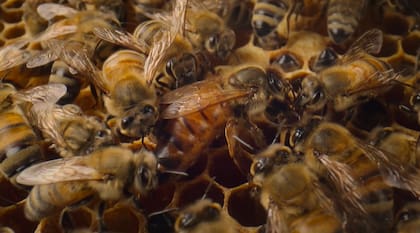 Las abejas demostraron comportamientos inteligentes (Foto: National Geographic)