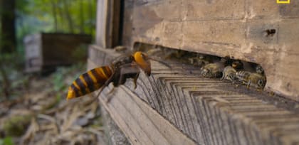 Las abejas desarrollaron comportamientos sorprendentes para defenderse de predadores (Foto: National Geographic)
