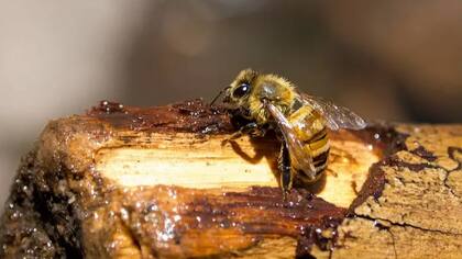 Las abejas mezclan la resina de los árboles con cera para producir propóleo.