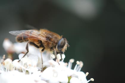 Las abejas necesitan de las flores silvestres para producir miel