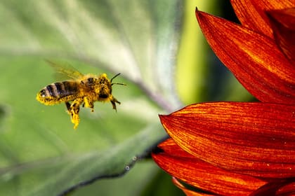 Las abejas obreras son las encargadas de realizar la mayoría de las tareas necesarias para la supervivencia de la colmena