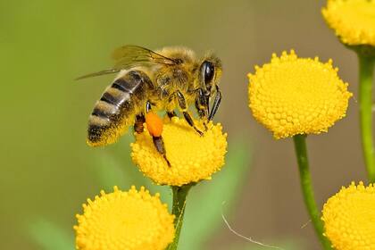 Las abejas prefieren las flores más perfumadas (Foto Pexels)