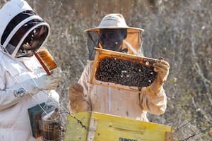 Cómo las abejas se convirtieron en una inesperada herramienta para proteger a los elefantes