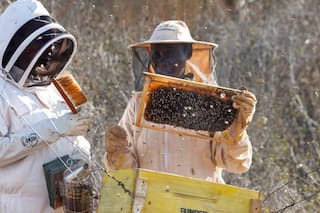 Cómo las abejas se convirtieron en una inesperada herramienta para proteger a los elefantes