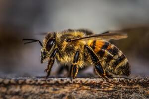 Por qué bailan las abejas, qué flores les gustan, cómo producen miel y cuántos años vive una reina