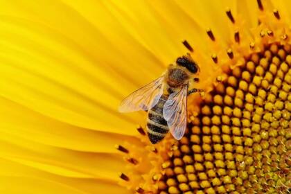 Las abejas solo pueden distinguir ciertos colores (Foto Pexels)