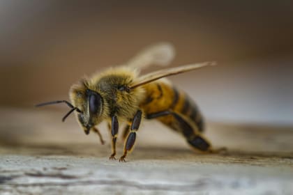 Las abejas son animales inofensivos que solo atacan cuando se ven atacados en su entorno