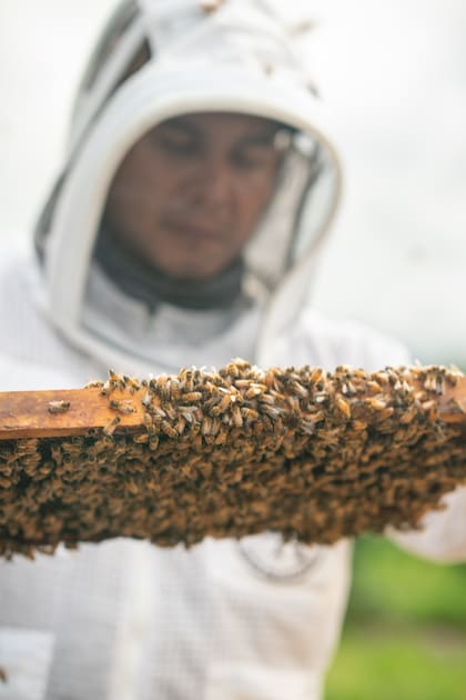 Las abejas son responsables de polinizar el 70% de los cultivos a nivel mundial.