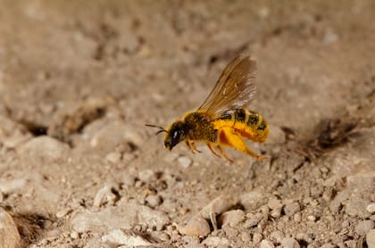 Las abejas son un buen signo de condiciones medioambientales estables