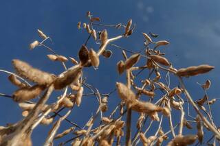 Granos: a la espera de un informe clave