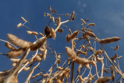 Hay zonas donde durante la campaña llovió la mitad del promedio