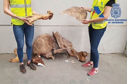 Las aduanas de Argentina y España frustraron el contrabando de 4000 piezas paleontológicas.