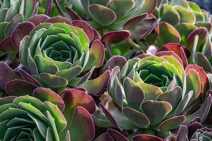 Las Aeonium tienen forma de roseta y tallos largos y gruesos. En otoño se ponen más lindos y brillantes, coloreadas por el clima fresco.