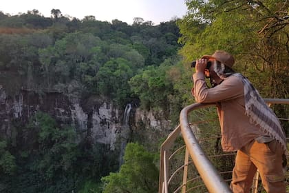 Las águilas que habitan la selva argentina son muy difíciles de registrar