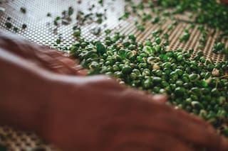 Producen en el país un cultivo del Mediterráneo y buscan avanzar en América Latina