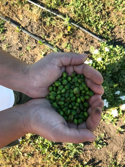 Las alcaparras se cosechan de diversos tamaños y luego se calibran, ya que su sabor varía según el tamaño del capullo