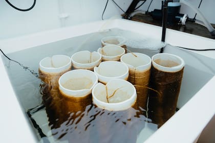 Las algas en el laboratorio donde se desarrollan antes de ser ingresadas al mar. Fundación Por el Mar, Santa Cruz